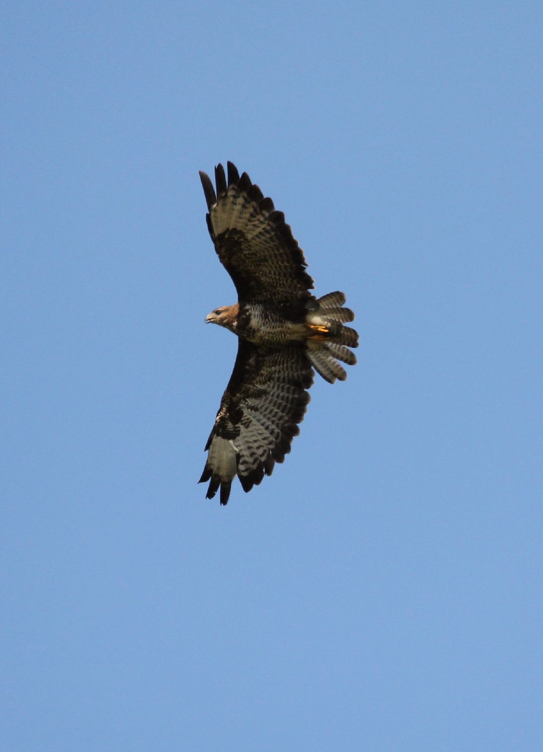 Mäusebussard in Aachen